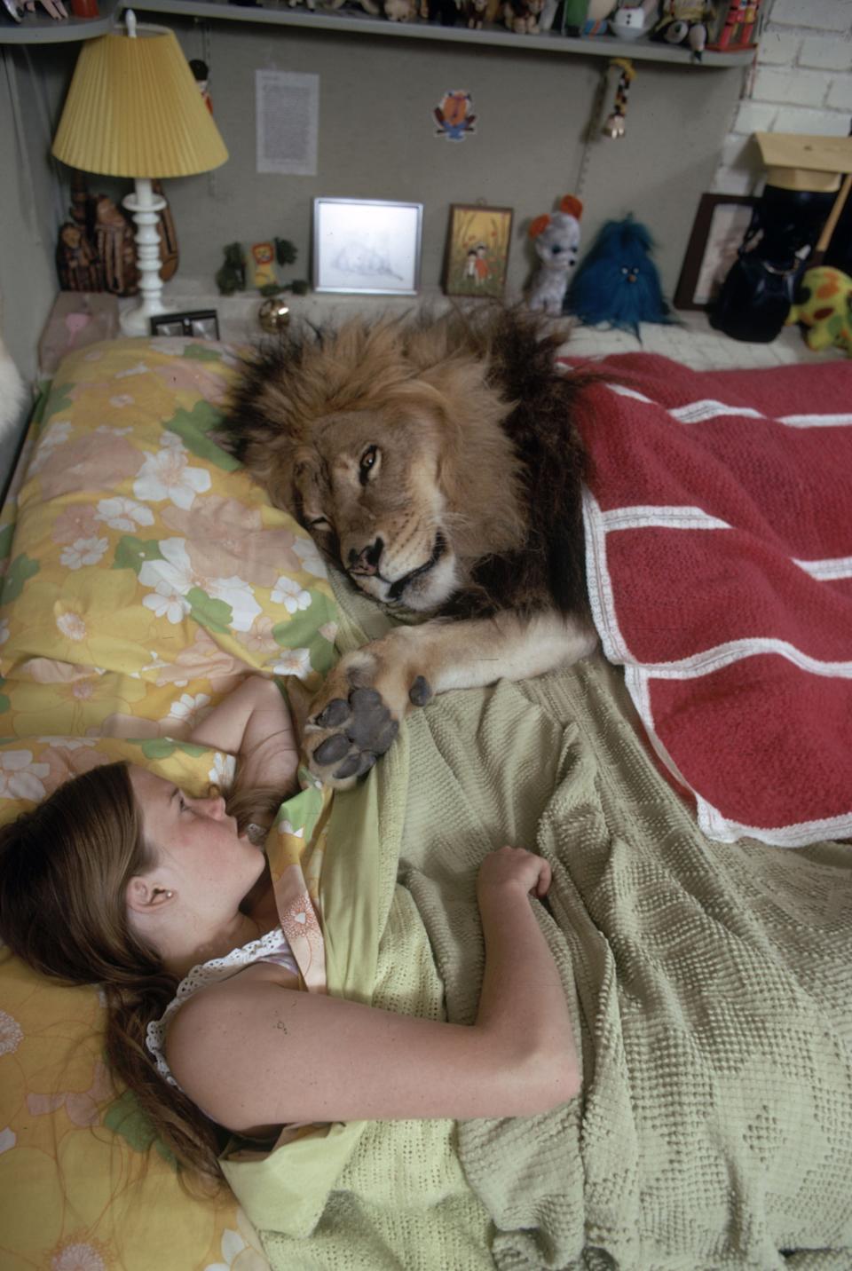 American future actress Melanie Griffith lies in bed beside her pet lion Neil, who lies under a blanket, Sherman Oaks, California, May 1971